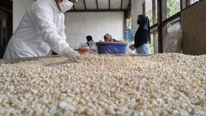 Mesin Kemasan Tempe Sachet otomatis praktis